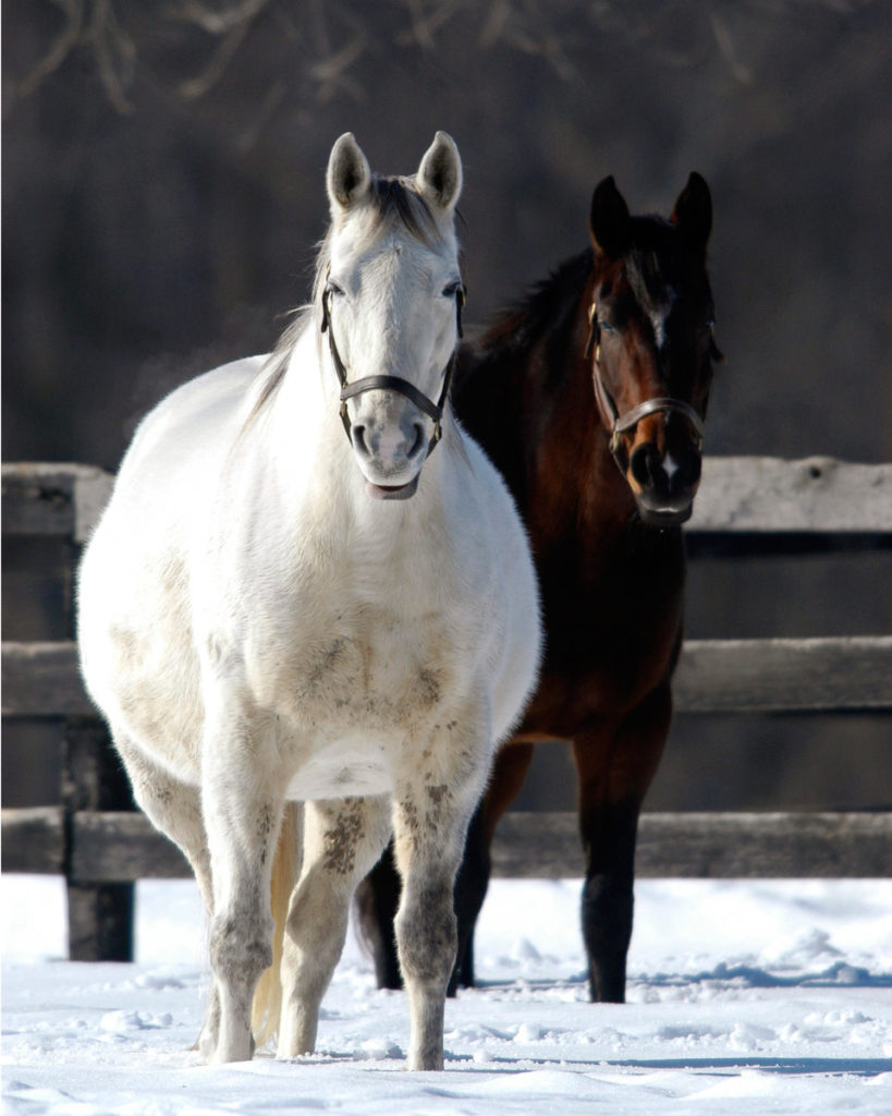 white and brown horses in snow